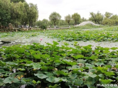 海口哈尔滨太阳岛旅游景点推荐，你去过几个？